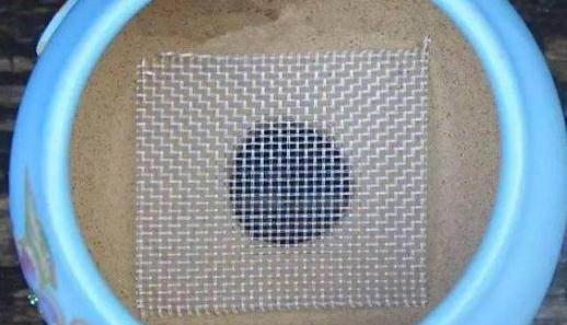 盆底垫“3种料”,不花1分钱,让花卉根系“窜满盆”,枝叶茂盛