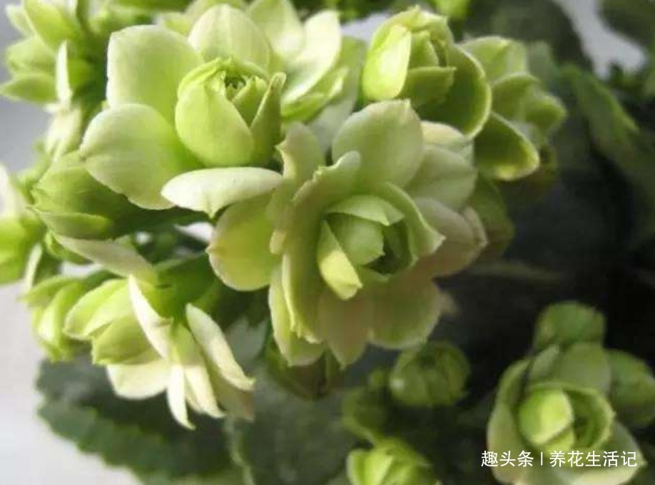 打蔫的长寿花，只需要改善“3点”养护，不久就能精神饱满