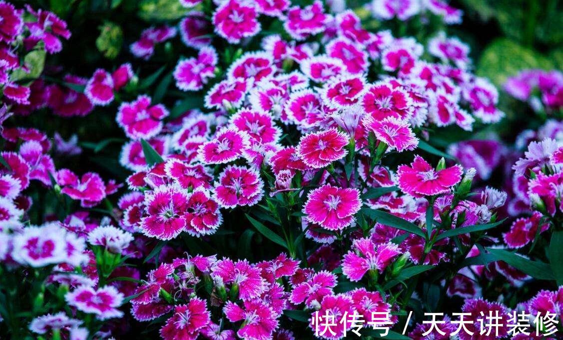 养花试试这几款，植株处于干燥的环境，容易影响生长开花