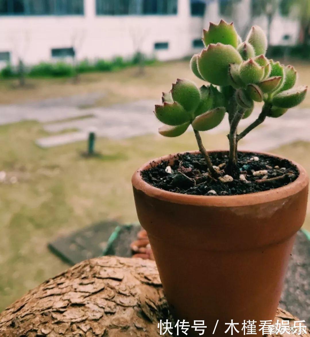 碰上这种多肉,直接分株吧,毕竟是圈里出名的叶插老大难!