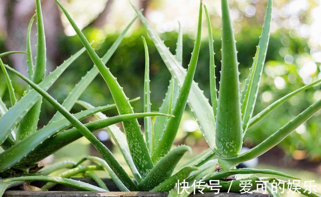 农历十月初五立冬后,养什么花?以下3种花,爱情永固幸福一生