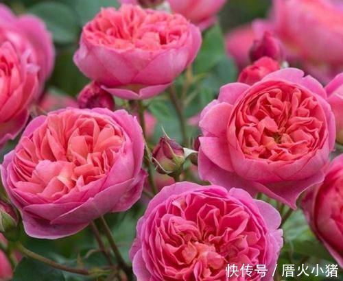 3种花深受花友的喜欢,沾土就能活,开花就爆盆,不易生病好养护