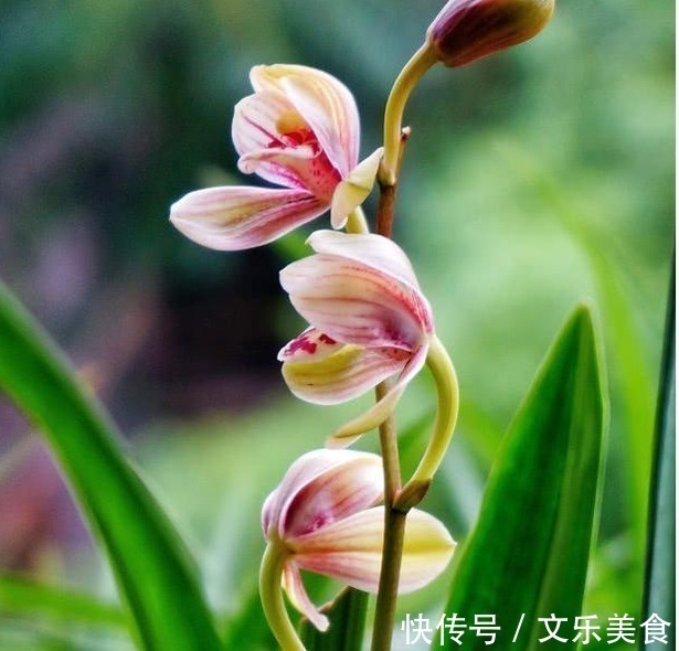 颗粒|老花农养兰花，用3种植料，兰花不烂根，芽蹭蹭冒，花呼呼开