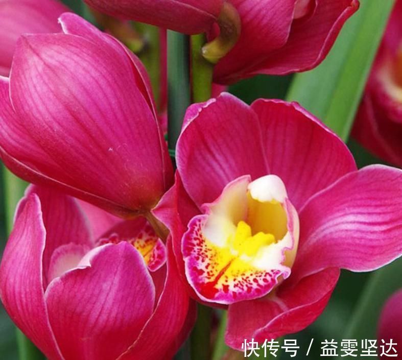 养兰首选“大将军”，花色艳丽，香气雅致，格局大方，新手也能养