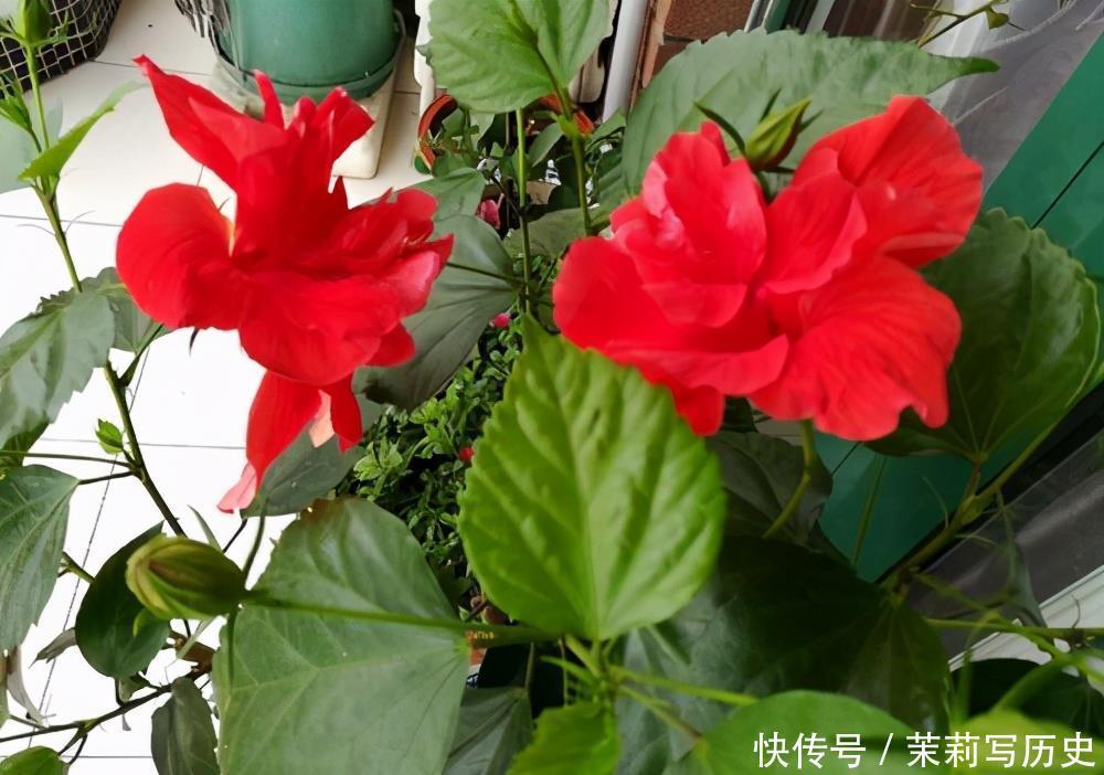 阳台养什么花好,喜欢阳光充足的花,给你推荐这3种