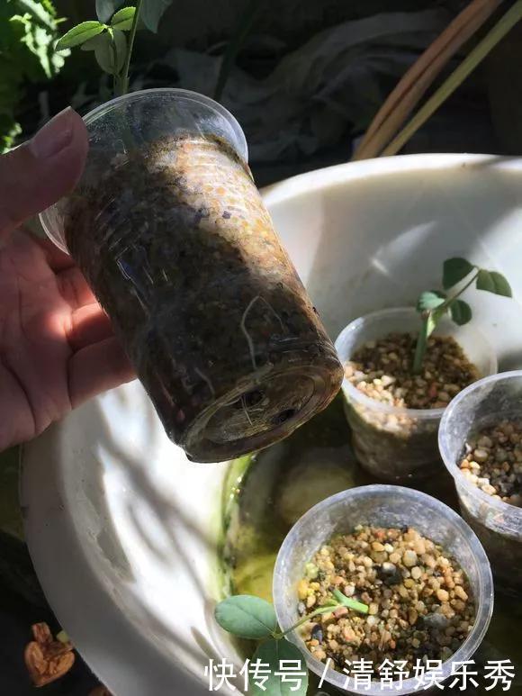 腐叶土|3种“碎渣渣”,是养花的好材料,掺土里花儿蹭蹭长,开爆盆!