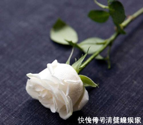路易十四|玫瑰花,最美的“4种”,随便养一盆,比香水好闻,比牡丹更好看