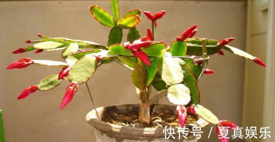 纸箱你扔了现在留着吧，想要长寿、蟹爪兰多开花需用它，方便！