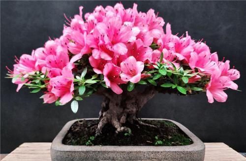 此款盆栽花卉,比兰花大气,越养越漂亮,养几年长成传家宝