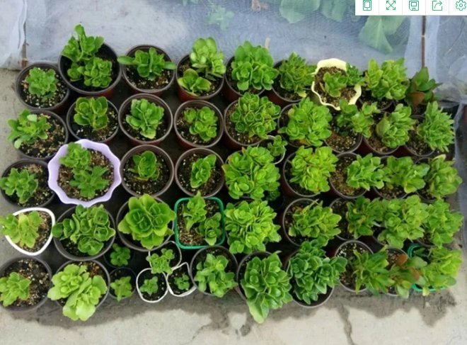 枝条|扦插最佳时期到了,有这花赶紧插,沾土就能活