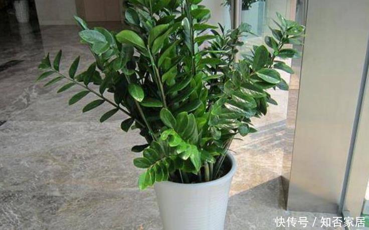 客厅空旷想摆几盆花?选这5种,好看又皮实,还能净化空气!