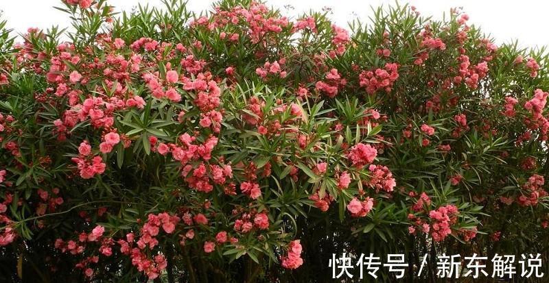 5种“毒花卉”,再漂亮也没用,家有孩子慎养,赶快丢到外面去