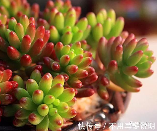 干透|多肉就养这7种,散养不用管也能呼呼长,想养死都难!