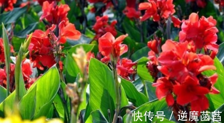 兰花|家里养这几款花卉,娇小不占地,便宜又好养,10元2盆