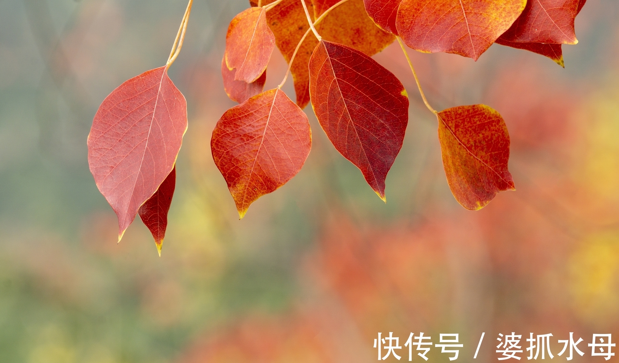 诗人&经霜乌桕红,心事托飞鸿