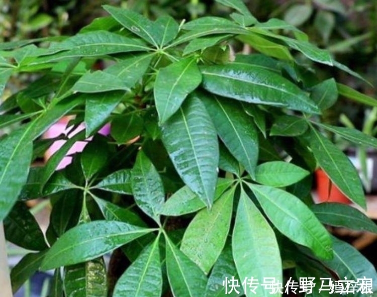 现在就养3种花,好养招财又旺人,人旺事业顺,财源滚滚