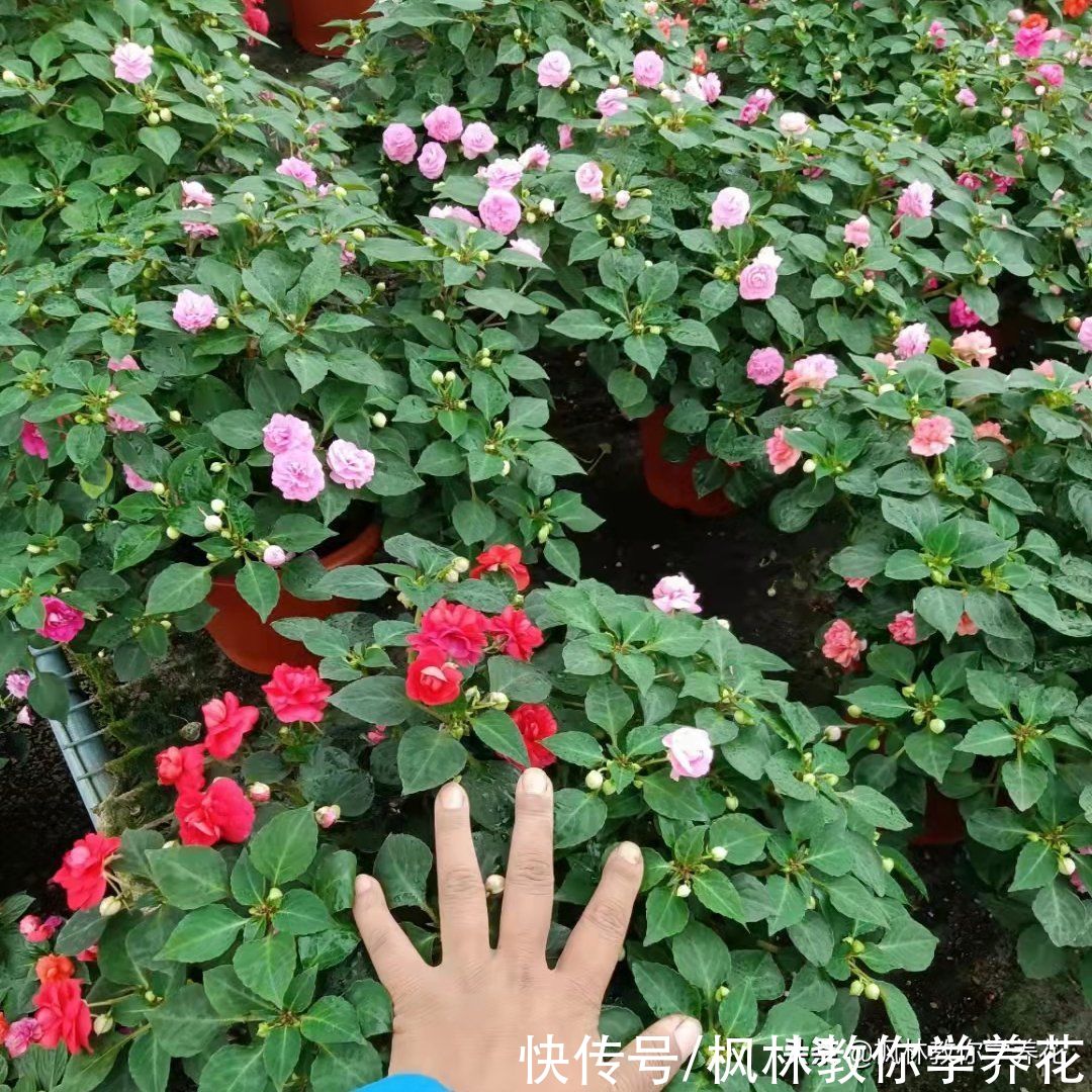 风信子|盘点一下“年宵花卉市场”价格“最便宜”的6款盆栽花卉