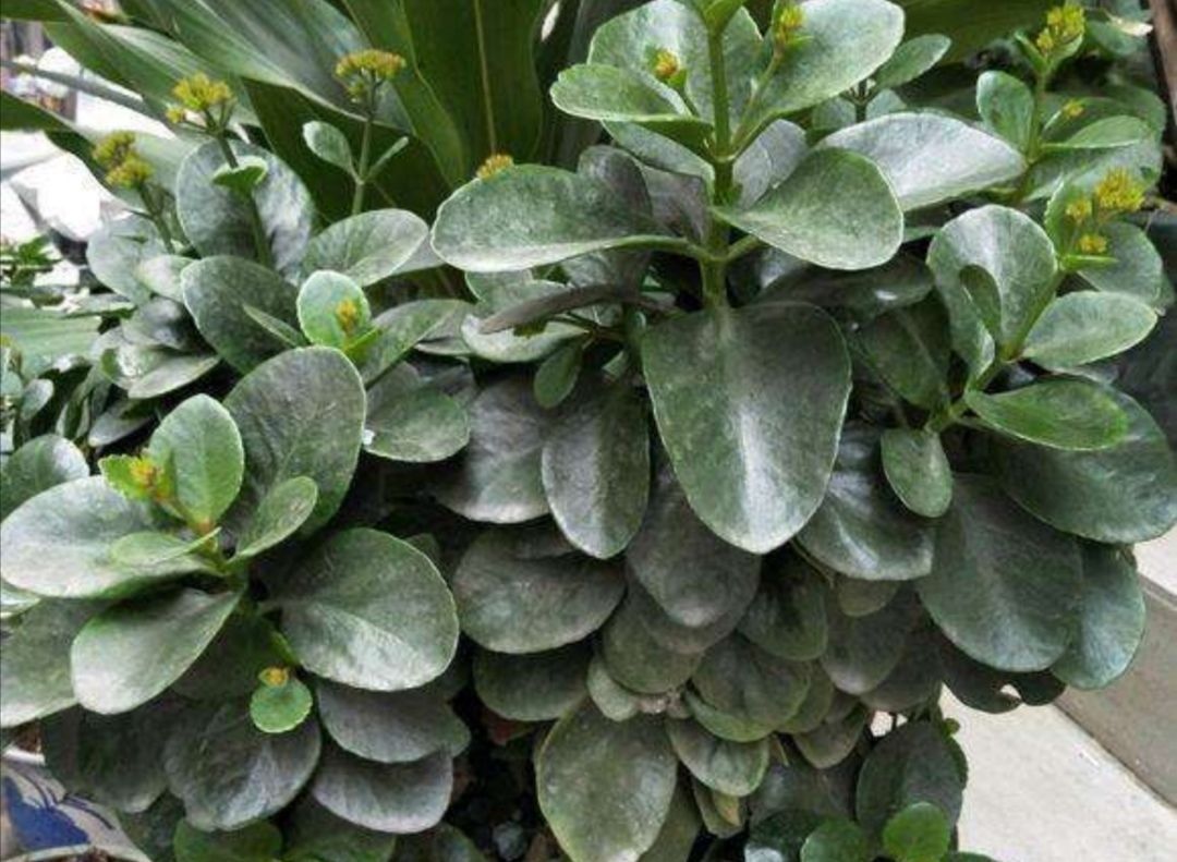 种花|夏天3种花要休眠，要给它控水停肥，不然容易发生腐烂