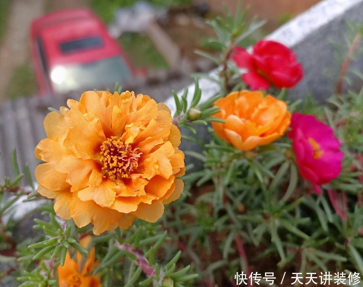 鲜艳|适合夏天养的“4种花”,越晒太阳,花越多越鲜艳越美丽