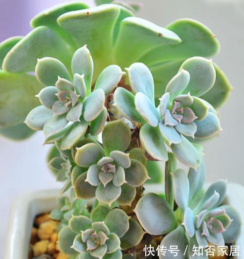 稍不注意多肉养成了大饼脸，三个方案全解决