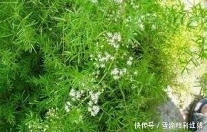 纺锤状|农村除了常见的野菜，这些野菜也是不可多得的美味！