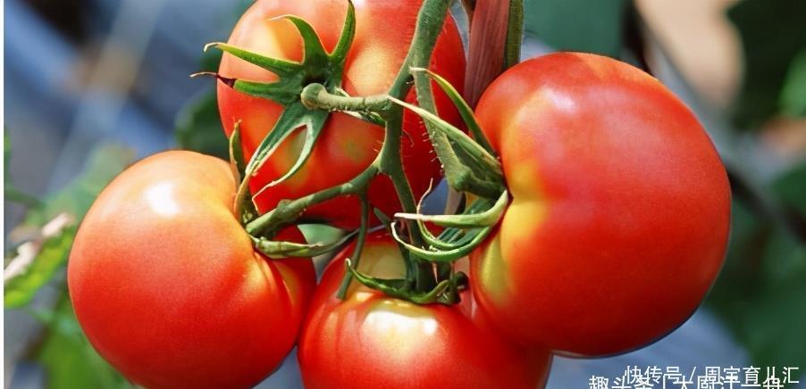 催熟|西红柿有没有打激素?看一眼这里就知道,老果农的方法太管用了