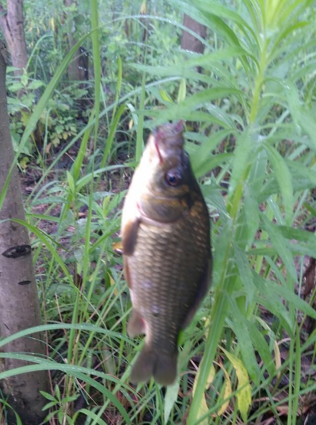 浮漂|野钓小技巧浮漂做一个小改动,惊鱼几率大降