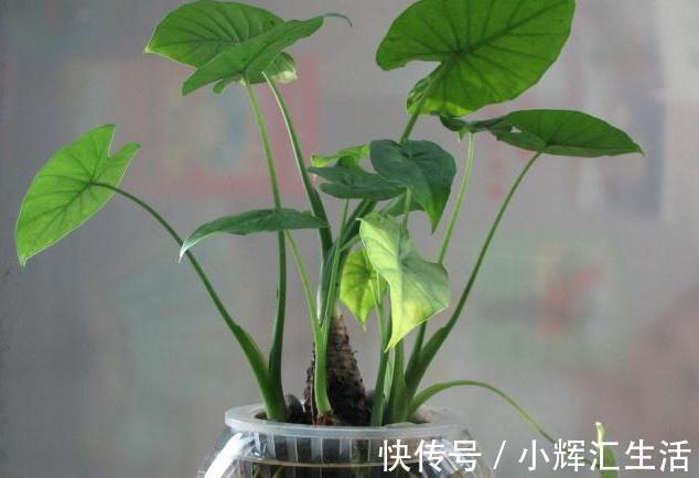 马上就立冬,再没钱也要养“吉吉花”,寓意家庭事事吉利好福气