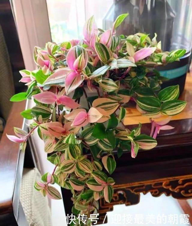 3种“网红花”,一点不娇气,沾土就泛滥,气质还高大上