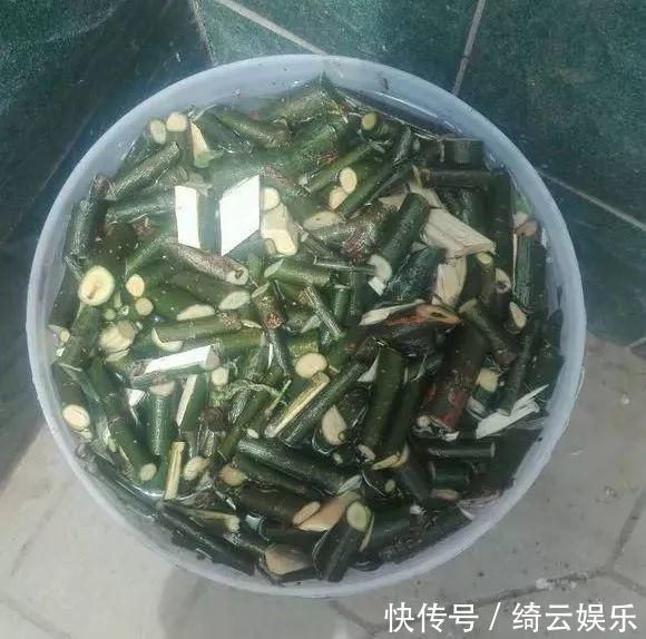 果皮|花盆里插1根筷子,解决了养花人的大难题,快试试看!