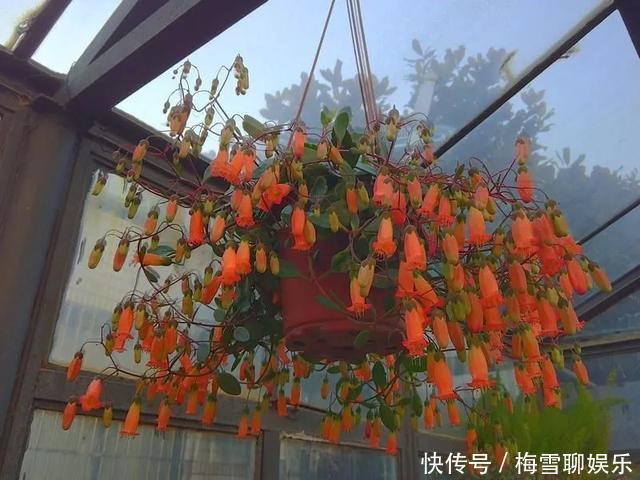 瀑布|6种花,一定要吊起来养,开花像瀑布,看着真过瘾!