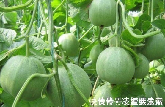 保护|女人常吃此物,保护子宫,子宫变得健康,皮肤越来越细腻,效果好