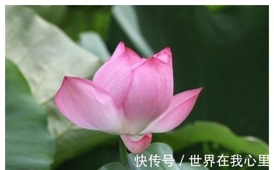 飞莲|8月下旬，吉星照耀，4大生肖兴家业、发大财，未来前途无忧