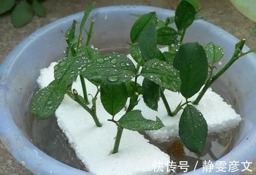 育苗|学会这些小技巧,养花扦插将成“小事一桩”