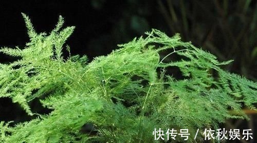 1种不起眼的小东西,用来养文竹,四季不黄叶,蹭蹭冒新芽