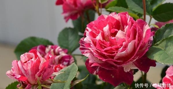 此花抗病性很强,非常耐热,花期又长,优点很多,是盆栽佳品!