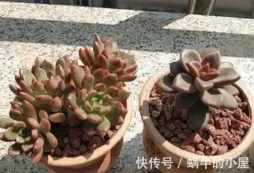 夏季|多肉植物有五怕，想要养好多肉，如果都不清楚，怎么能行