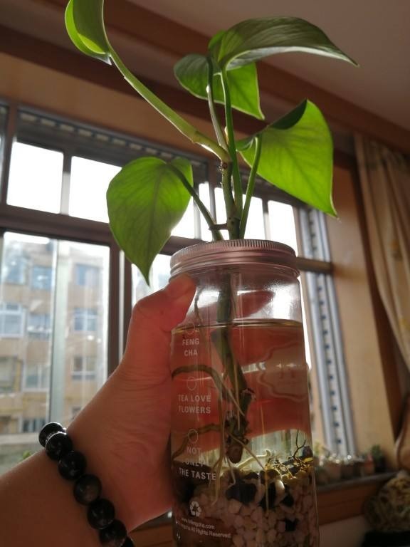 养3种花,不用土只用水,也能长成绿窗帘