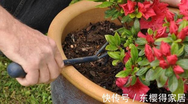 修剪|喜欢养花，先戒掉7个坏习惯，不然啥花也养不好，你占了几个？