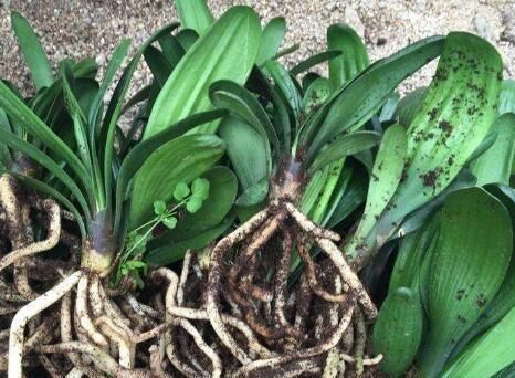 君子兰小苗这样养,叶多、翠绿肥厚,根系足,一年就能养开花