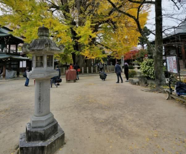 飞弹|日本高山最“有名”寺庙，一棵1200年的银杏树，吸引无数游客前往