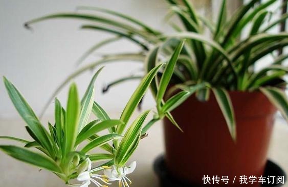 吊兰如何繁殖,想养好它,需要注意什么!