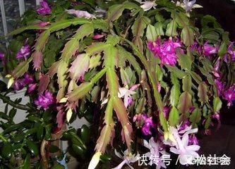 蟹爪兰多长时间浇一次水，多少才合适？