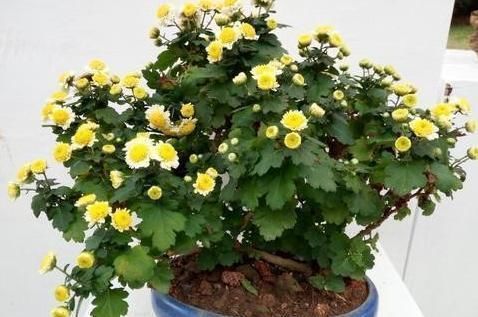 泡过土豆丝的水,别着急倒掉!拿来浇花,一年能省不少钱