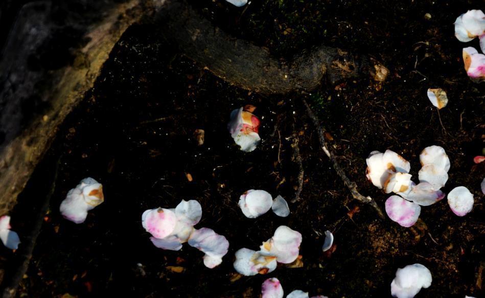 开篇|李煜高水平之作,仅开篇6个字就出手不凡,词中之帝填词已入化境