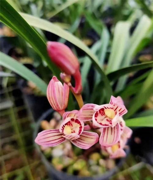 代表它|超美艳的3种花,四季都开花,花量超级多,适合做花墙