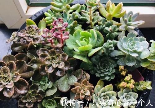自制肥料难不难？有着20年经验的养花人：懂“这2样”就够了