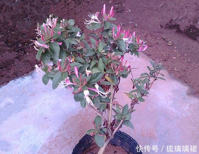 花卉中的奇花,一株开两色,芬香怡人,如一对难舍难分的鸳鸯!