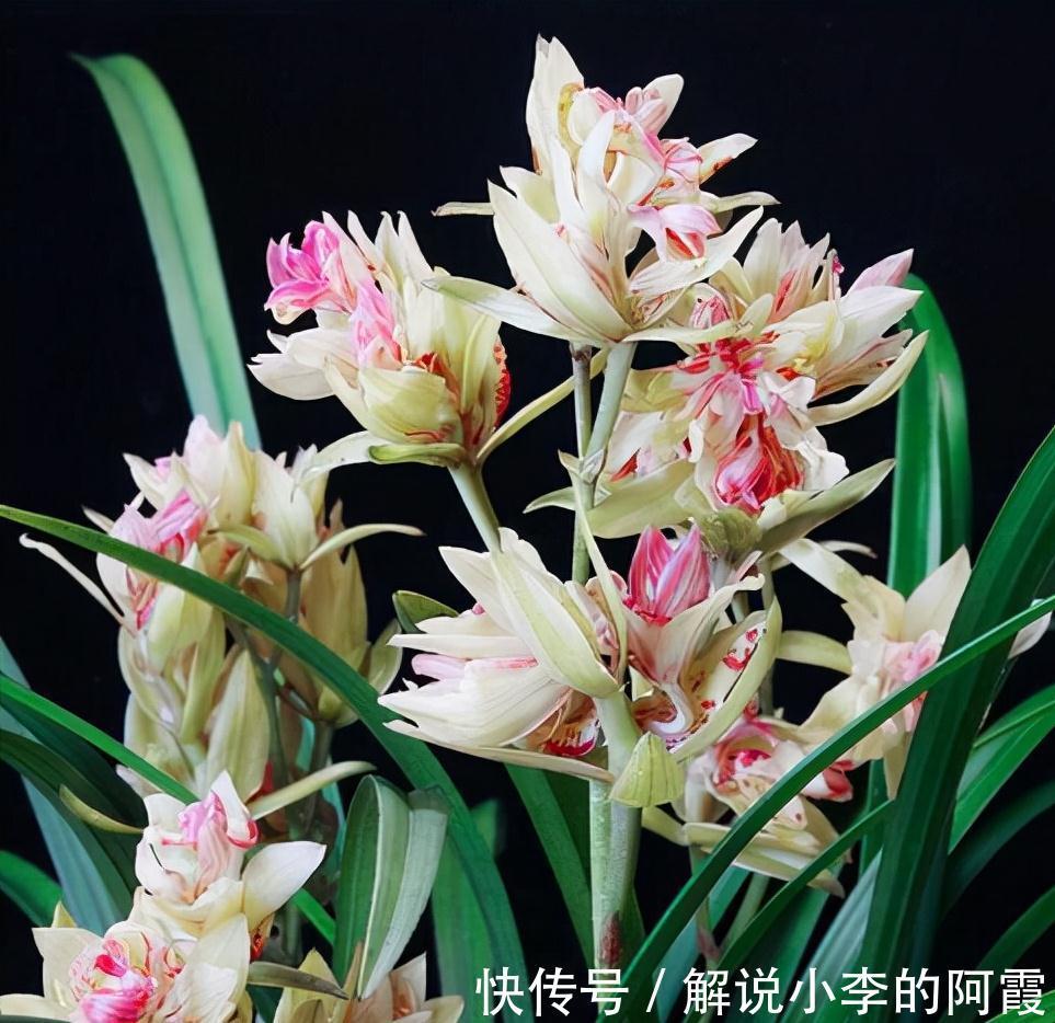 富贵|适合客厅养的5种漂亮花,喜庆大气又吉祥,幸福感满满