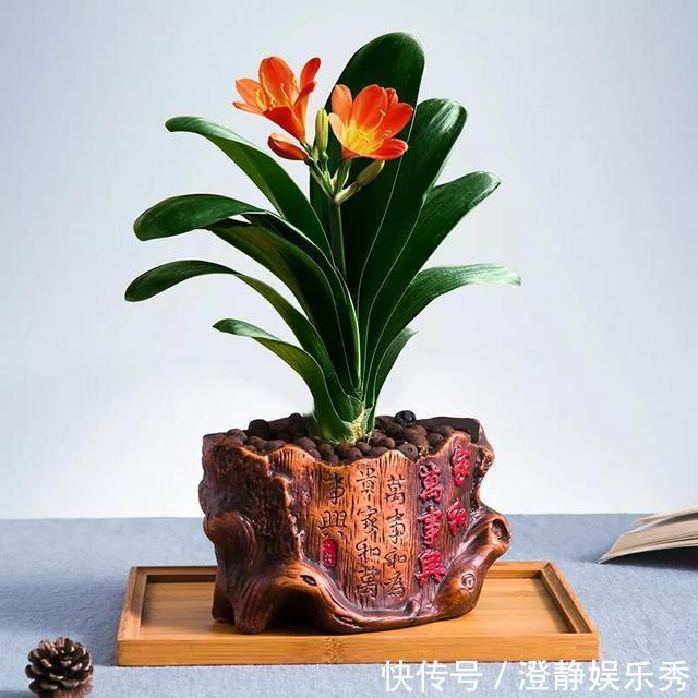 君子兰换土有讲究,选择这两个时间段换土,才能长得旺、开花美